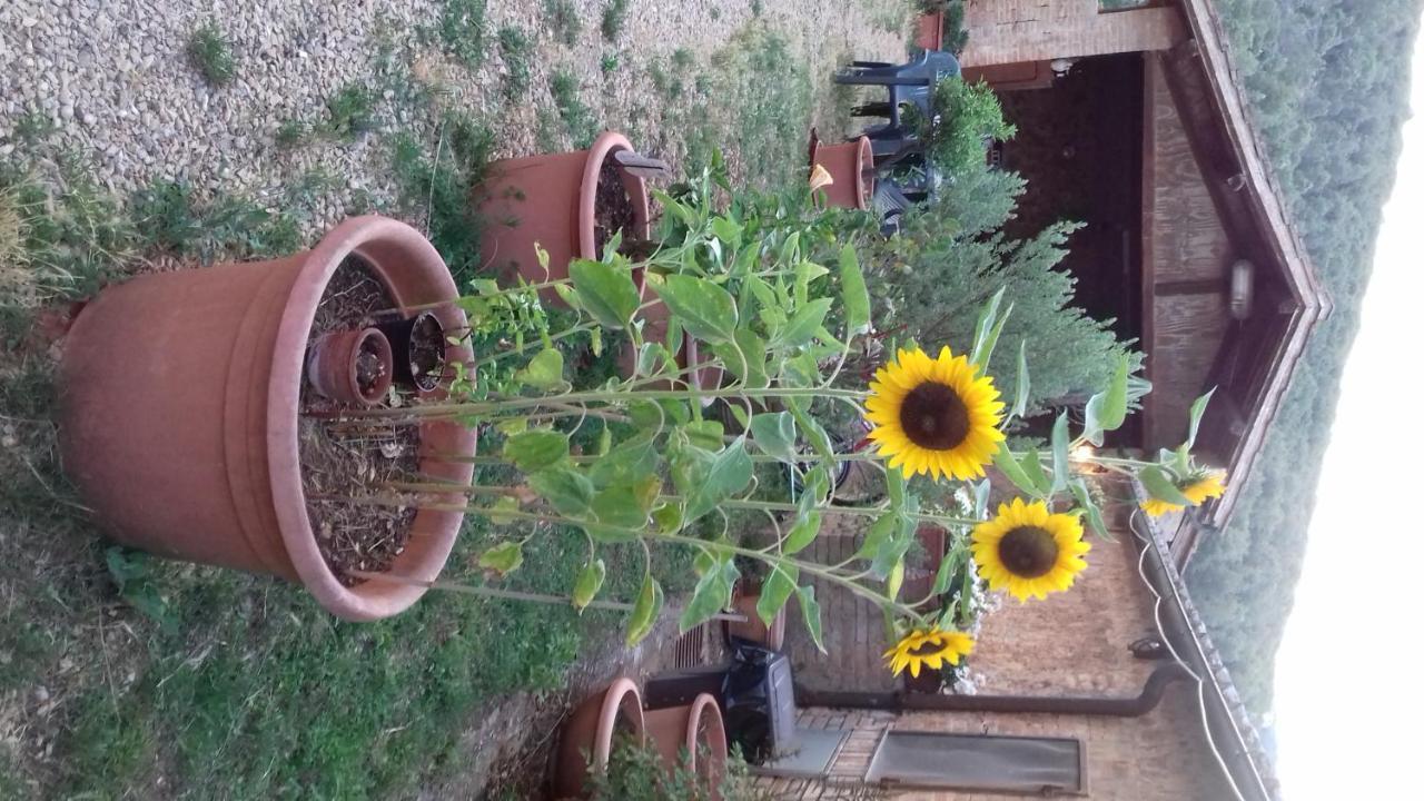 Podere Ficareto Farm Ancaiano Buitenkant foto